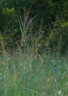 Einzelbild 4 Rohr-Pfeifengras - Molinia arundinacea