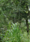 Einzelbild 7 Rohr-Pfeifengras - Molinia arundinacea