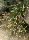 Einzelbild 7 Nordischer Streifenfarn - Asplenium septentrionale