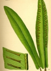 Einzelbild 5 Hirschzunge - Phyllitis scolopendrium