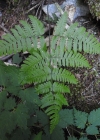 Einzelbild 5 Ruprechtsfarn - Gymnocarpium robertianum