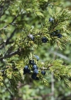 Einzelbild 5 Zwerg-Wacholder - Juniperus communis subsp. alpina