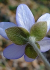 Einzelbild 6 Leberblümchen - Hepatica nobilis