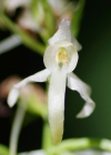 Einzelbild 4 Weisses Breitkölbchen - Platanthera bifolia