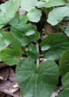 Einzelbild 5 Scharbockskraut - Ranunculus ficaria