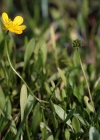 Einzelbild 7 Kleiner Sumpf-Hahnenfuss - Ranunculus flammula