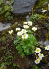 Einzelbild 6 Alpen-Hahnenfuss - Ranunculus alpestris