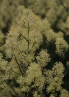 Einzelbild 5 Gelbe Wiesenraute - Thalictrum flavum