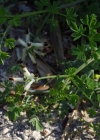 Einzelbild 8 Klimmender Erdrauch - Fumaria capreolata