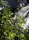 Einzelbild 5 Rundblättriger Steinbrech - Saxifraga rotundifolia