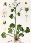 Einzelbild 7 Rundblättriger Steinbrech - Saxifraga rotundifolia