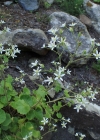 Einzelbild 8 Rundblättriger Steinbrech - Saxifraga rotundifolia