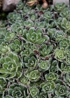 Einzelbild 4 Trauben-Steinbrech - Saxifraga paniculata