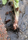 Einzelbild 6 Knöllchen-Steinbrech - Saxifraga granulata