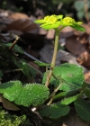 Einzelbild 5 Wechselblättriges Milzkraut - Chrysosplenium alternifolium
