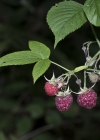 Einzelbild 5 Himbeere - Rubus idaeus
