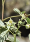 Einzelbild 8 Himbeere - Rubus idaeus