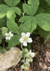 Einzelbild 5 Blaue Brombeere - Rubus caesius