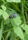 Einzelbild 7 Blaue Brombeere - Rubus caesius