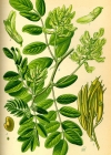 Einzelbild 7 Süsser Tragant - Astragalus glycyphyllos