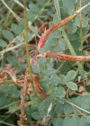 Einzelbild 7 Französischer Tragant - Astragalus monspessulanus