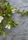 Einzelbild 6 Zweiblütiges Sandkraut - Arenaria biflora