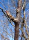 Einzelbild 5 Vogelbeerbaum - Sorbus aucuparia