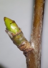 Einzelbild 6 Speierling - Sorbus domestica
