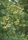 Einzelbild 7 Speierling - Sorbus domestica
