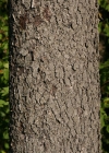 Einzelbild 8 Elsbeerbaum - Sorbus torminalis