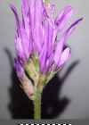 Einzelbild 8 Esparsetten-Tragant - Astragalus onobrychis