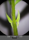 Einzelbild 6 Viersamige Wicke - Vicia tetrasperma