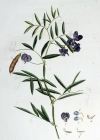 Einzelbild 8 Sumpf-Platterbse - Lathyrus palustris