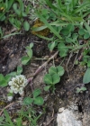 Einzelbild 6 Kriechender Klee - Trifolium repens