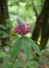 Einzelbild 4 Purpur-Klee - Trifolium rubens