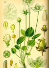 Einzelbild 8 Sumpf-Herzblatt - Parnassia palustris