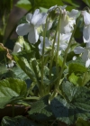 Einzelbild 4 Wohlriechendes Veilchen - Viola odorata