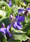 Einzelbild 6 Wohlriechendes Veilchen - Viola odorata