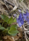Einzelbild 4 Hain-Veilchen - Viola riviniana