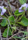 Einzelbild 5 Sumpf-Veilchen - Viola palustris
