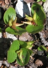 Einzelbild 7 Kraut-Weide - Salix herbacea