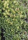Einzelbild 5 Quendelblättrige Weide - Salix serpillifolia