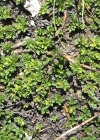 Einzelbild 8 Quendelblättrige Weide - Salix serpillifolia