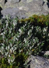 Einzelbild 5 Schweizer Weide - Salix helvetica