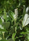 Einzelbild 6 Schweizer Weide - Salix helvetica