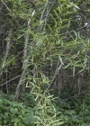 Einzelbild 5 Lavendel-Weide - Salix elaeagnos