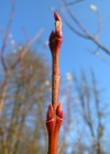 Einzelbild 5 Purpur-Weide - Salix purpurea