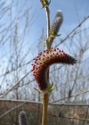 Einzelbild 6 Purpur-Weide - Salix purpurea