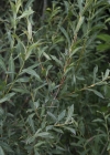 Einzelbild 7 Purpur-Weide - Salix purpurea