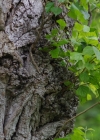 Einzelbild 5 Schwarz-Pappel - Populus nigra